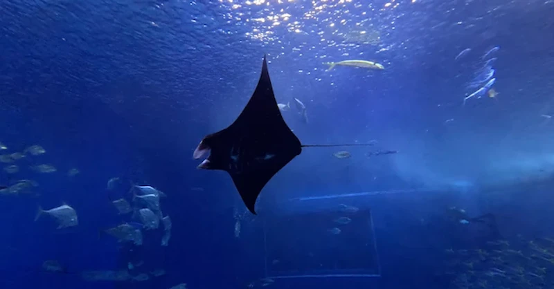 展示を開始した仔マンタ