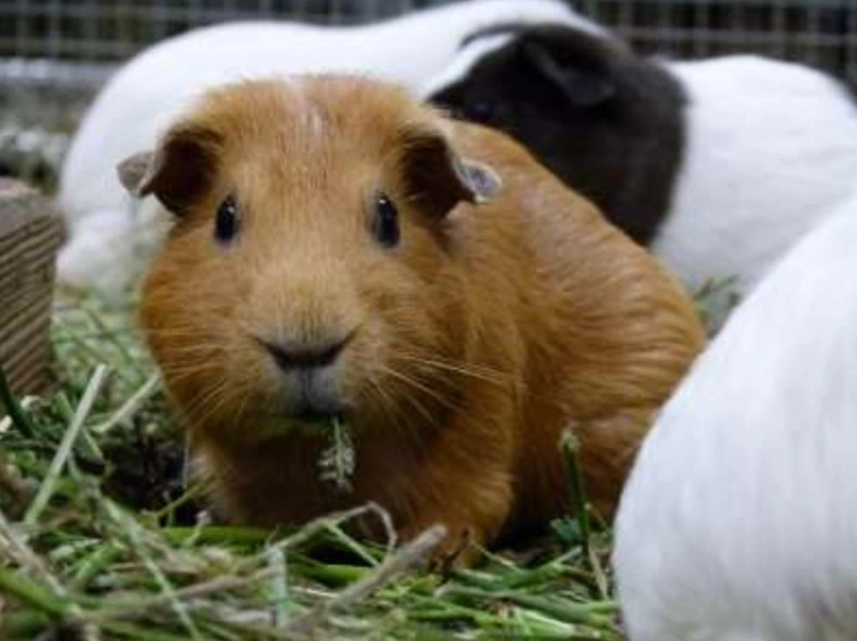上野動物園、「子ども動物園すてっぷ」のアルバイト募集　モルモットのプログラム対応や飼育補助などのサムネイル画像
