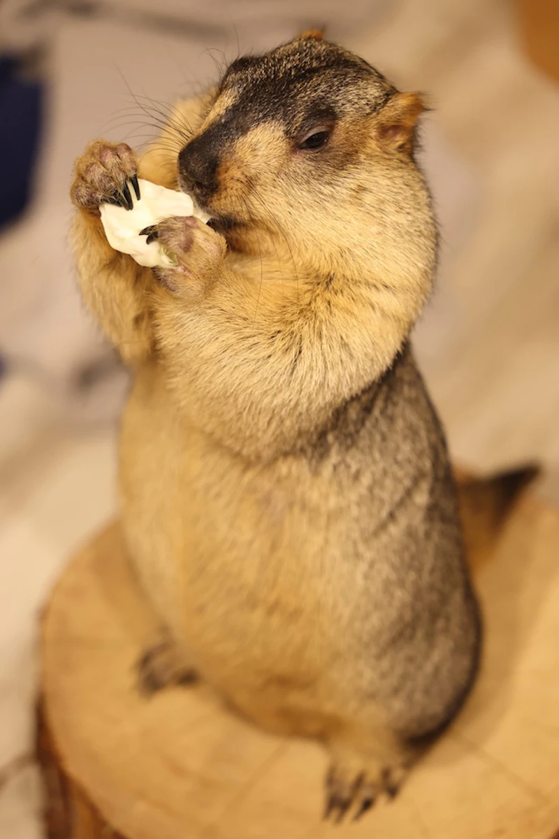 立つマーモット