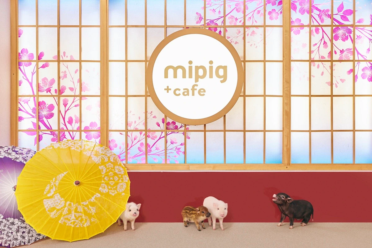 マイクロブタとふれあえる「mipig cafe」浅草店がオープン