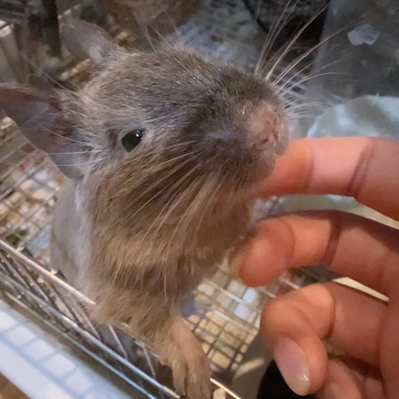 根本凪さんのデグー・やちよ