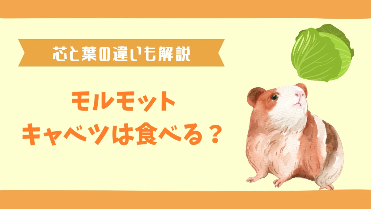 モルモットはキャベツを食べられる！栄養素と与える際の注意点を解説