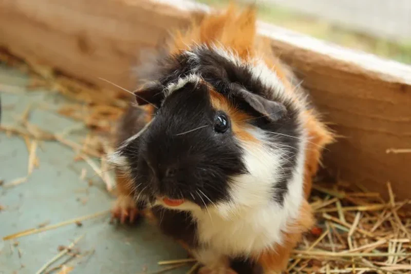 アビシニアンモルモット