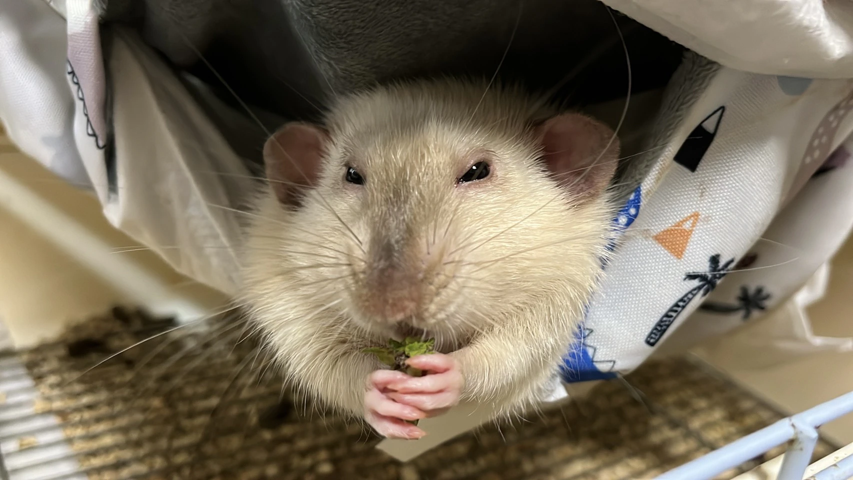 ハンモックに入ったラット