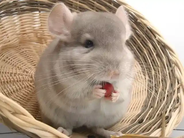 チンチラ