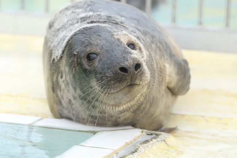 3月上旬の「たつみ」……自力で魚を食べられるようになり広いプールで泳力をつける／©Lisa Rademaker