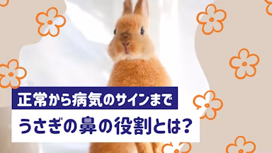 うさぎの鼻はどんな役割がある？正常な状態から病気のサインまでを解説のサムネイル画像