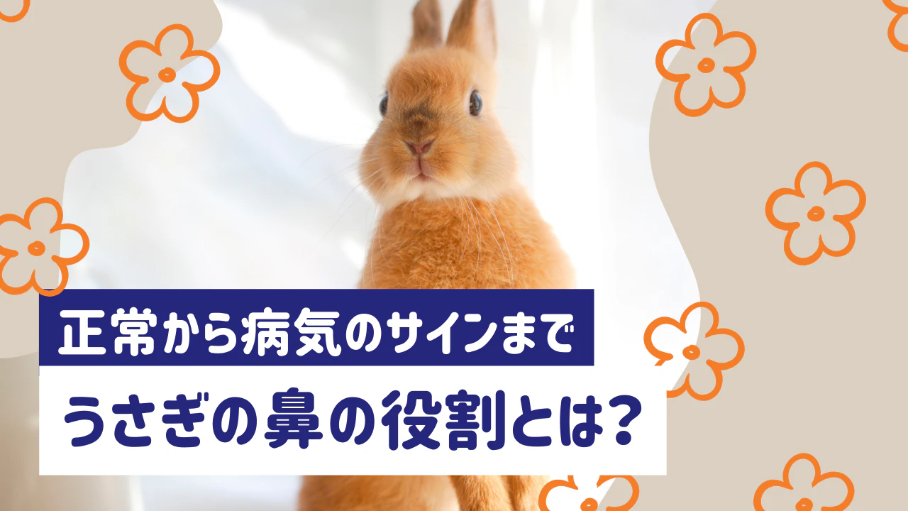 うさぎの鼻はどんな役割がある？正常な状態から病気のサインまでを解説のサムネイル画像