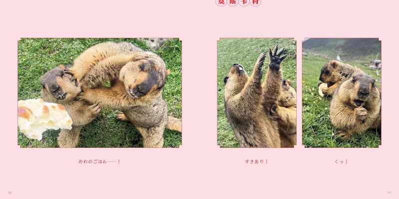 マーモットの写真