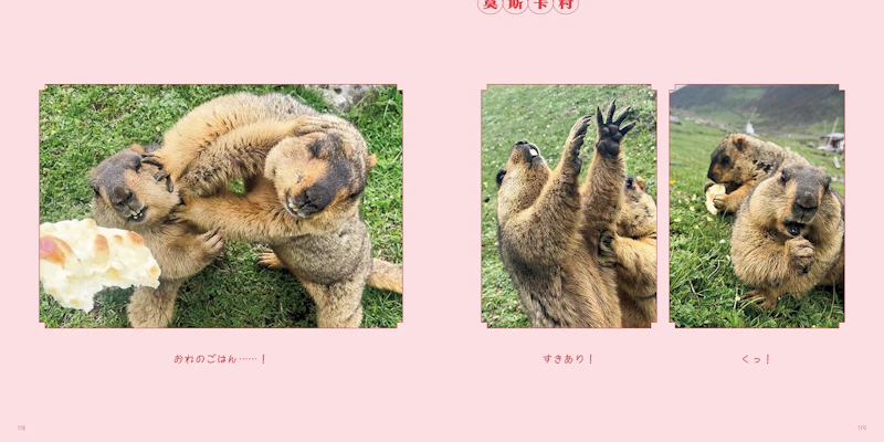 マーモットの写真