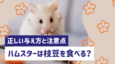 ハムスターに枝豆は与えていい？正しい与え方と量、注意点を徹底解説のサムネイル画像