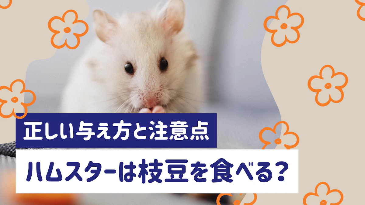 ハムスターに枝豆は与えていい？正しい与え方と量、注意点を徹底解説のサムネイル画像