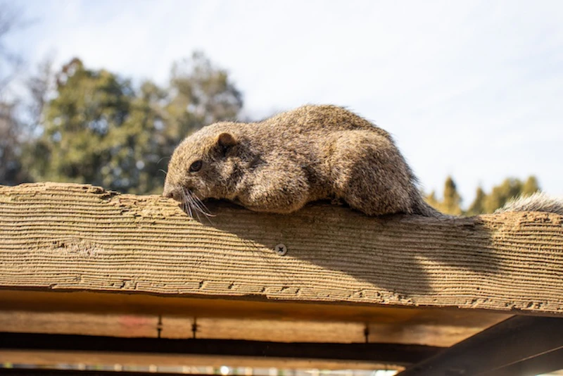 結構筋肉質なタイワンリス