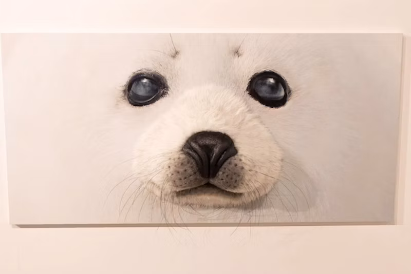 あざらし