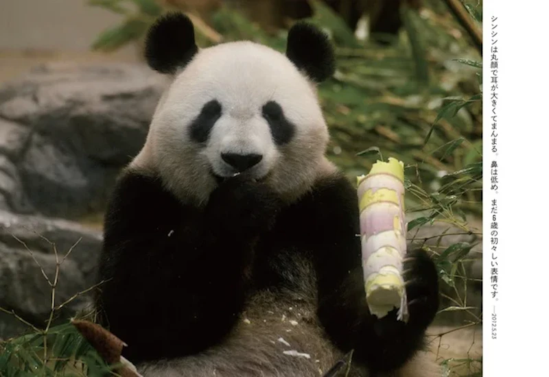 本書p.50より。シンシンの正面のお顔。