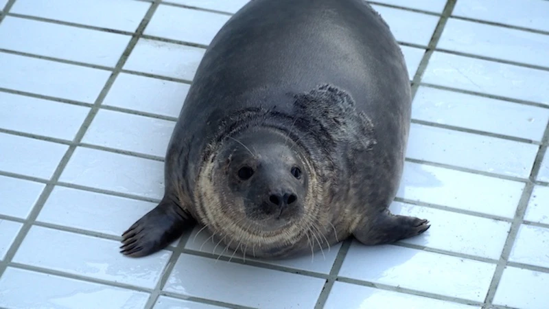 リリース当日の朝、アザラシ幼稚園での最後の時間／©Tonton Train