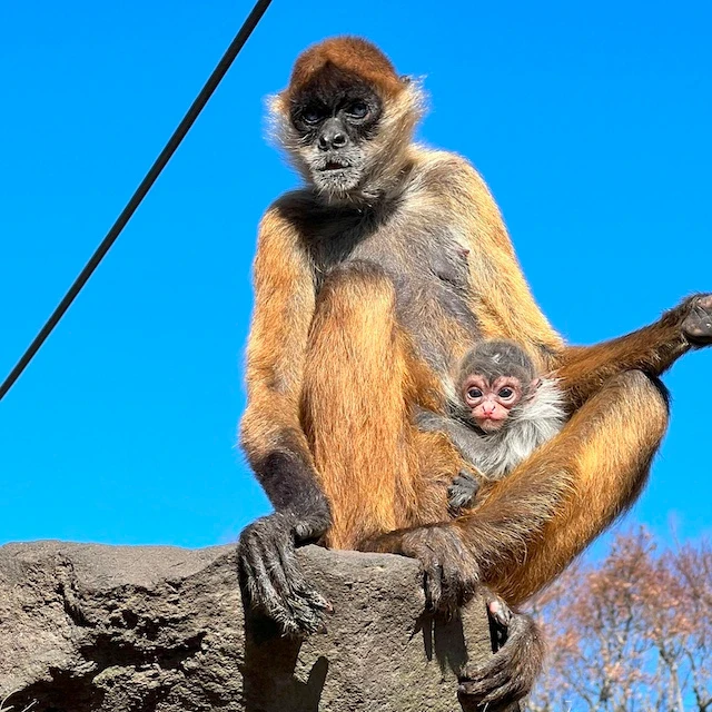 ジェフロイクモザルの母親と赤ちゃん