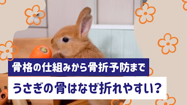 うさぎの骨はなぜ折れやすい？骨格の仕組みから骨折予防・対処法まで解説のサムネイル画像