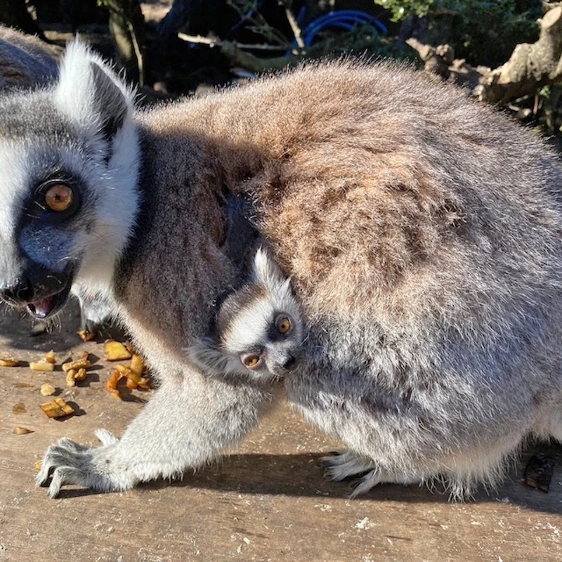 母親のお腹にしっかり抱きつくワオキツネザルの赤ちゃん