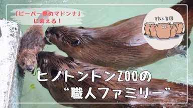 「ビーバー界のマドンナ」に会える！ヒノトントンZOOに聞く、“職人ファミリー”の可愛さのサムネイル画像