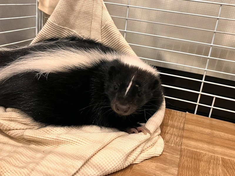 ゆったりするスカンク