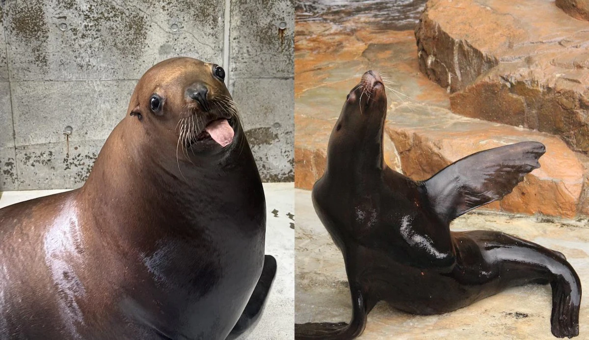 世界初！トドが人の動作を模倣できることを証明