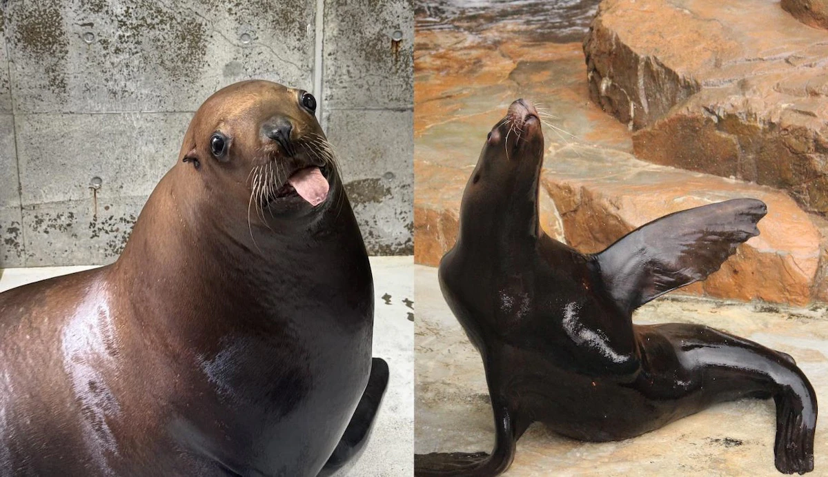 世界初！トドが人の動作を模倣できることを証明のサムネイル画像