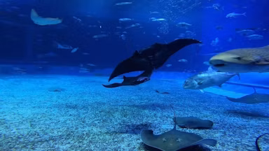 沖縄美ら海水族館、世界初の水族館生まれブラックマンタを展示開始のサムネイル画像