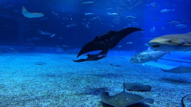 沖縄美ら海水族館、世界初の水族館生まれブラックマンタを展示開始のサムネイル画像