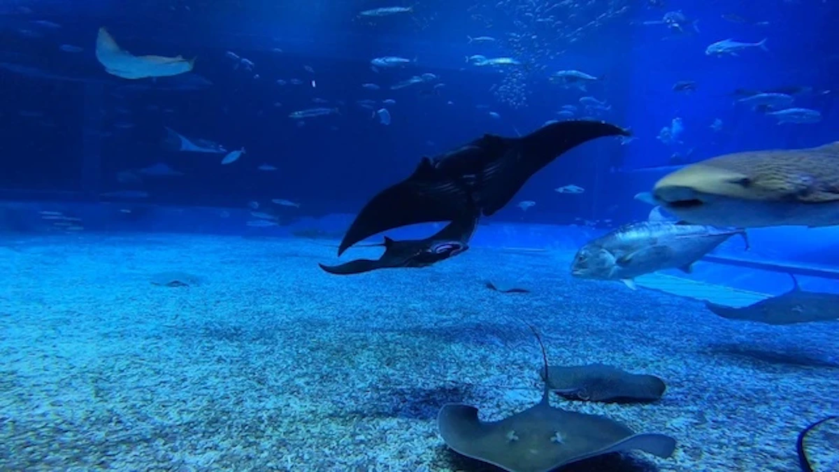 沖縄美ら海水族館、世界初の水族館生まれブラックマンタを展示開始