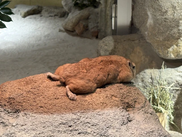 完全に平べったくなれる