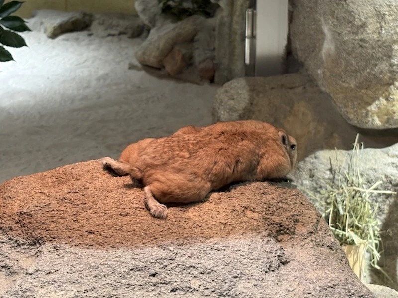 完全に平べったくなれる