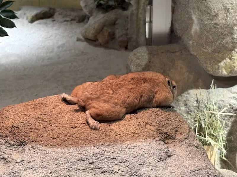 完全に平べったくなれる