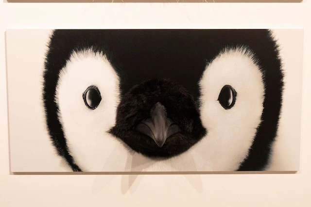 ペンギン