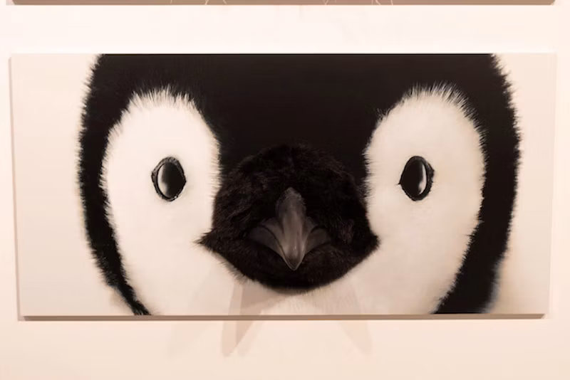 ペンギン