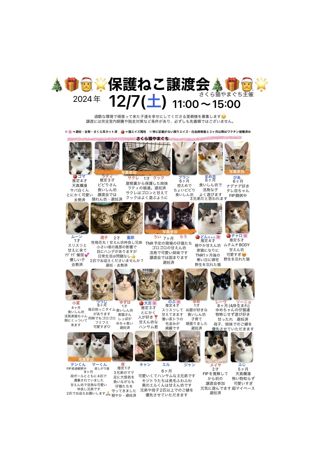 「保護ねこ譲渡会(12/7(土))」のお知らせ(情報提供)