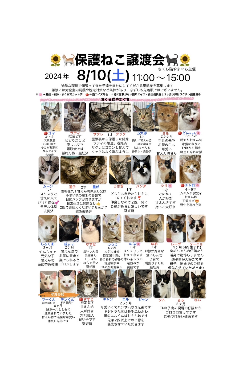 「保護ねこ譲渡会(8/10(土))」のお知らせ(情報提供)