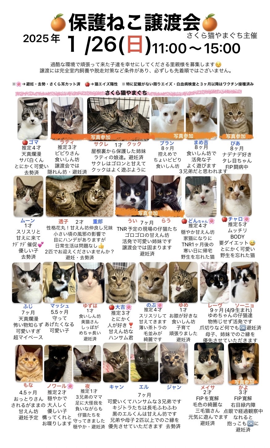 「保護ねこ譲渡会(1/26(日))」のお知らせ(情報提供)