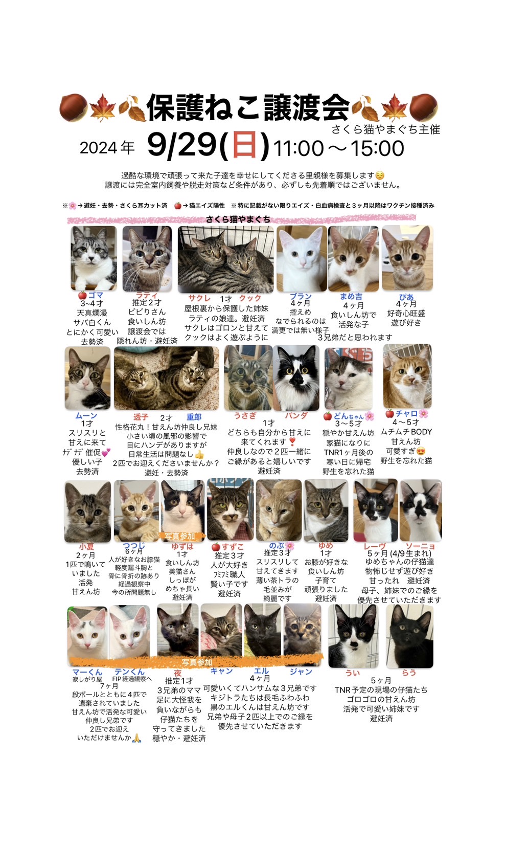 「保護ねこ譲渡会(9/29(日))」のお知らせ(情報提供)