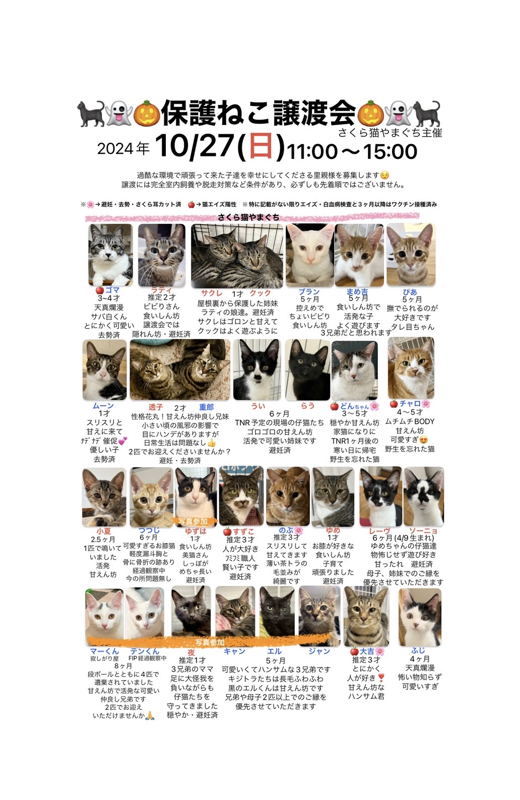 「保護ねこ譲渡会(10/27(日))」のお知らせ(情報提供)