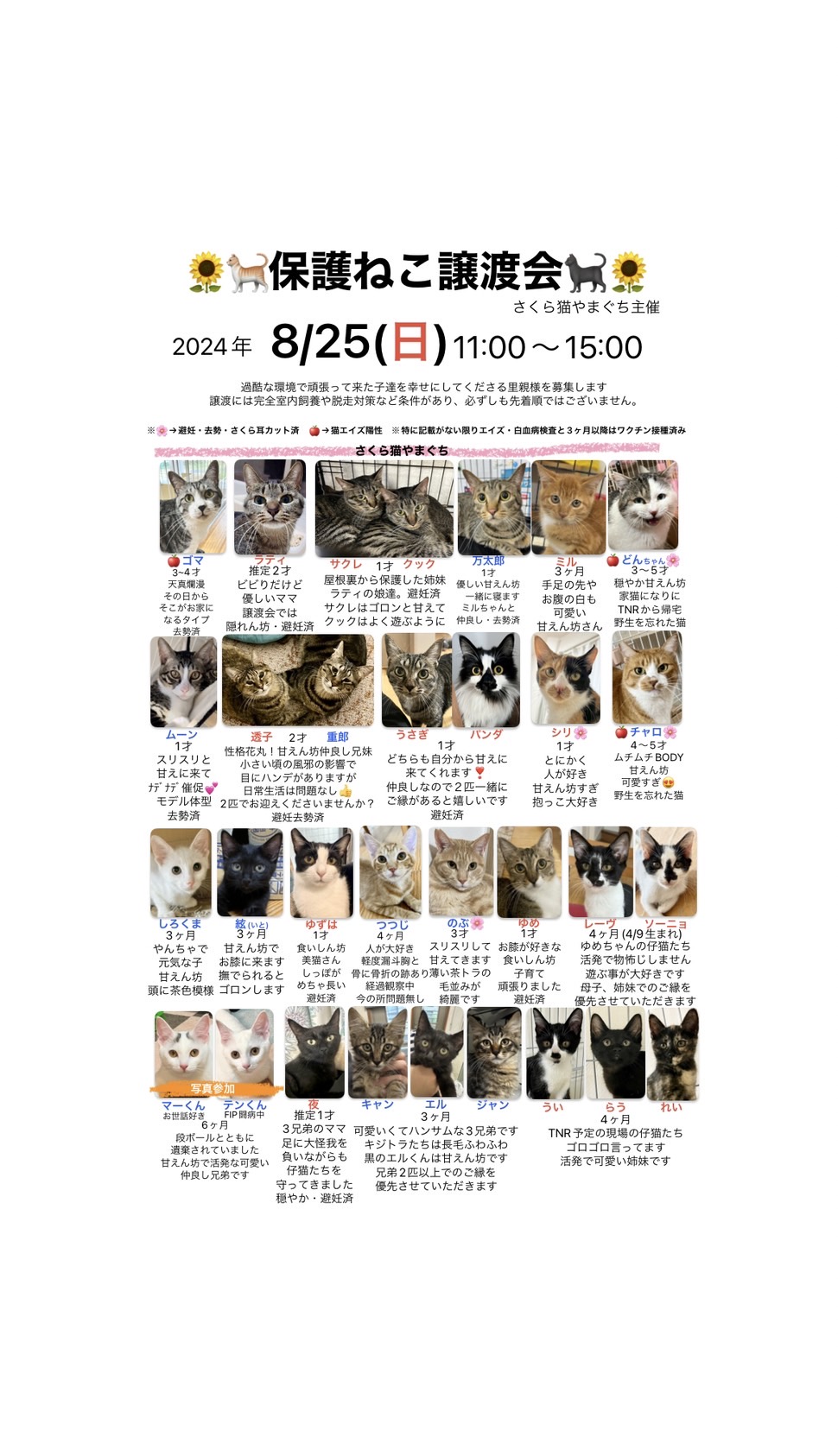 「保護ねこ譲渡会(8/25(日))」のお知らせ(情報提供)