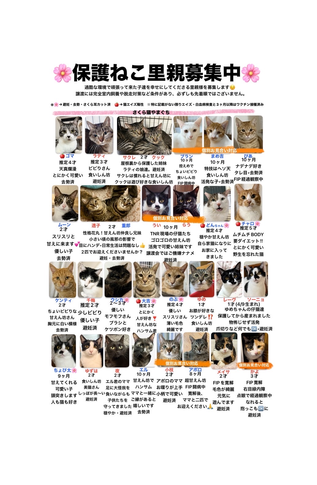 保護猫譲渡会情報