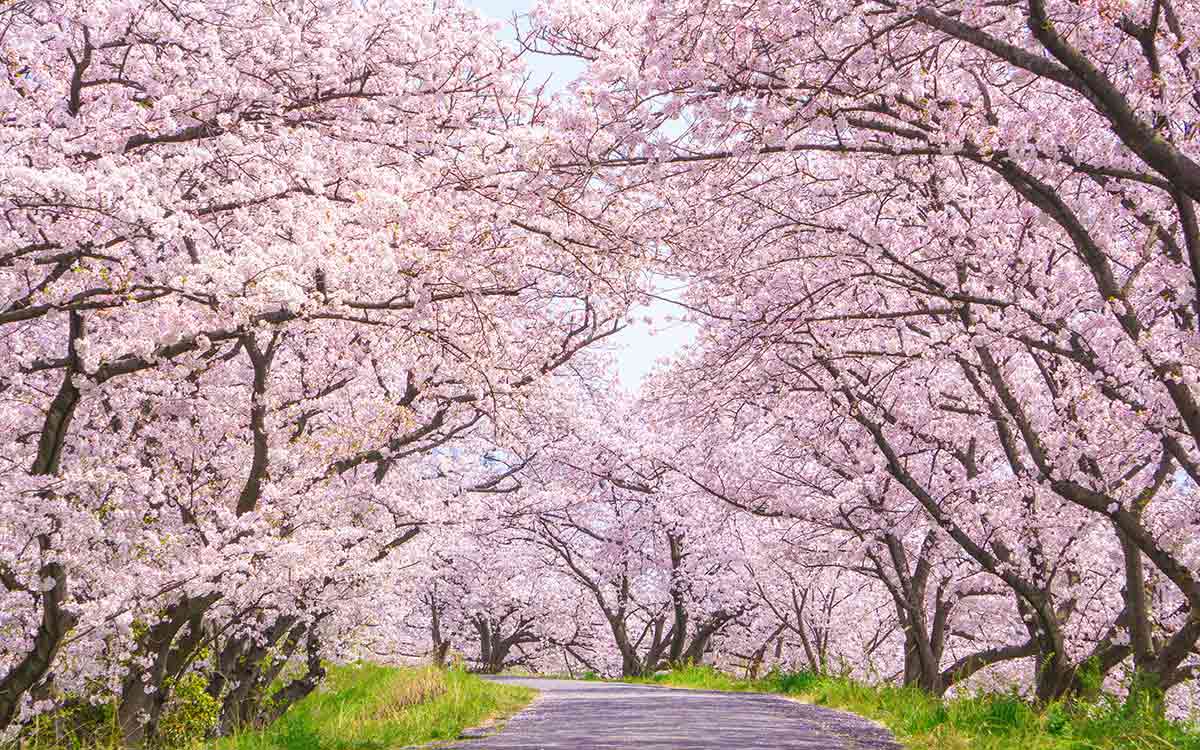🌸使い方ガイド🌸