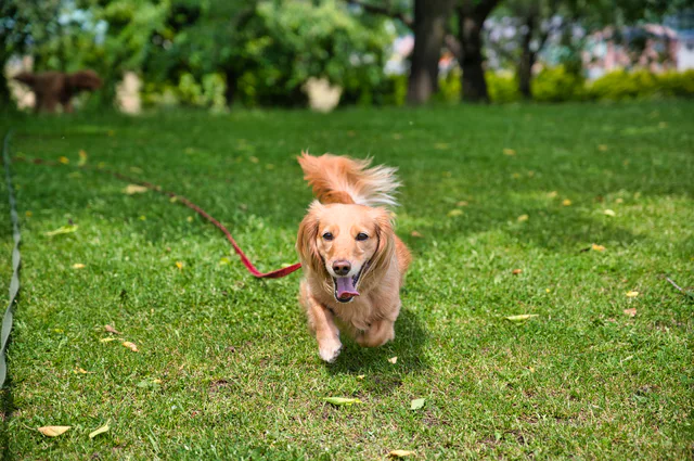 ペットアプリとは?