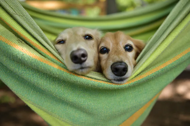 自分に合ったペットアプリで癒されよう!