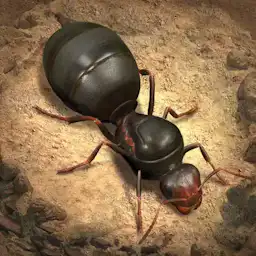 The Ants（ザ・アンツ）