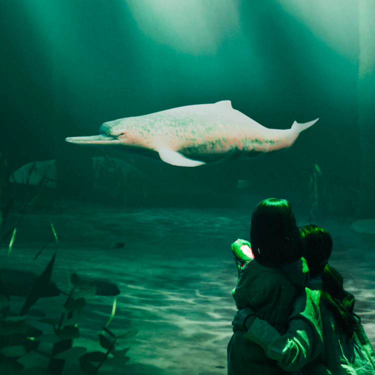 ZUKAN MUSEUM GINZA powered by 小学館の図鑑NEO - AID-DCC Inc. ZUKAN MUSEUM GINZA powered by 小学館の図鑑NEO - AID-DCC Inc.