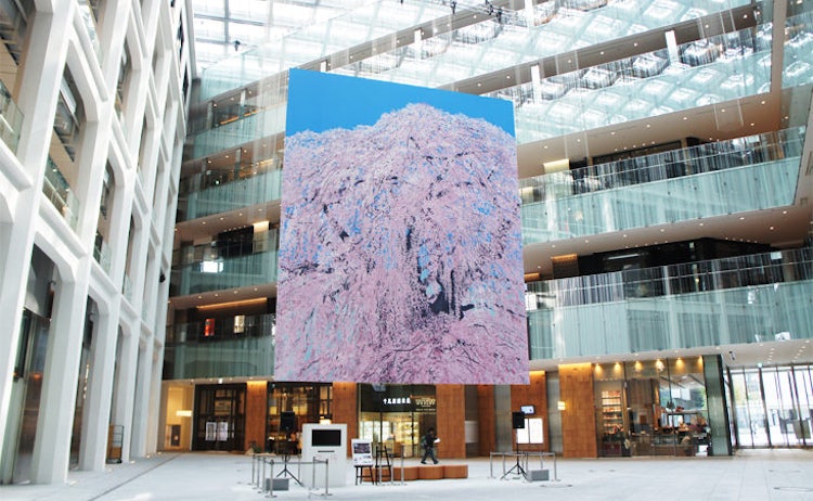 KITTE開業記念アートプロジェクト「想い桜」