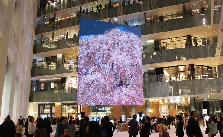 KITTE開業記念アートプロジェクト「想い桜」