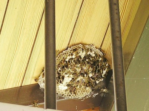 アシナガバチの巣